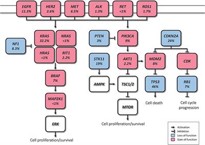 Intratumor Heterogeneity in Early Lung Adenocarcinoma